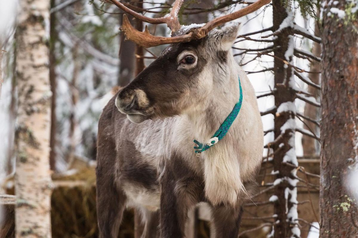 Саамские мотивы