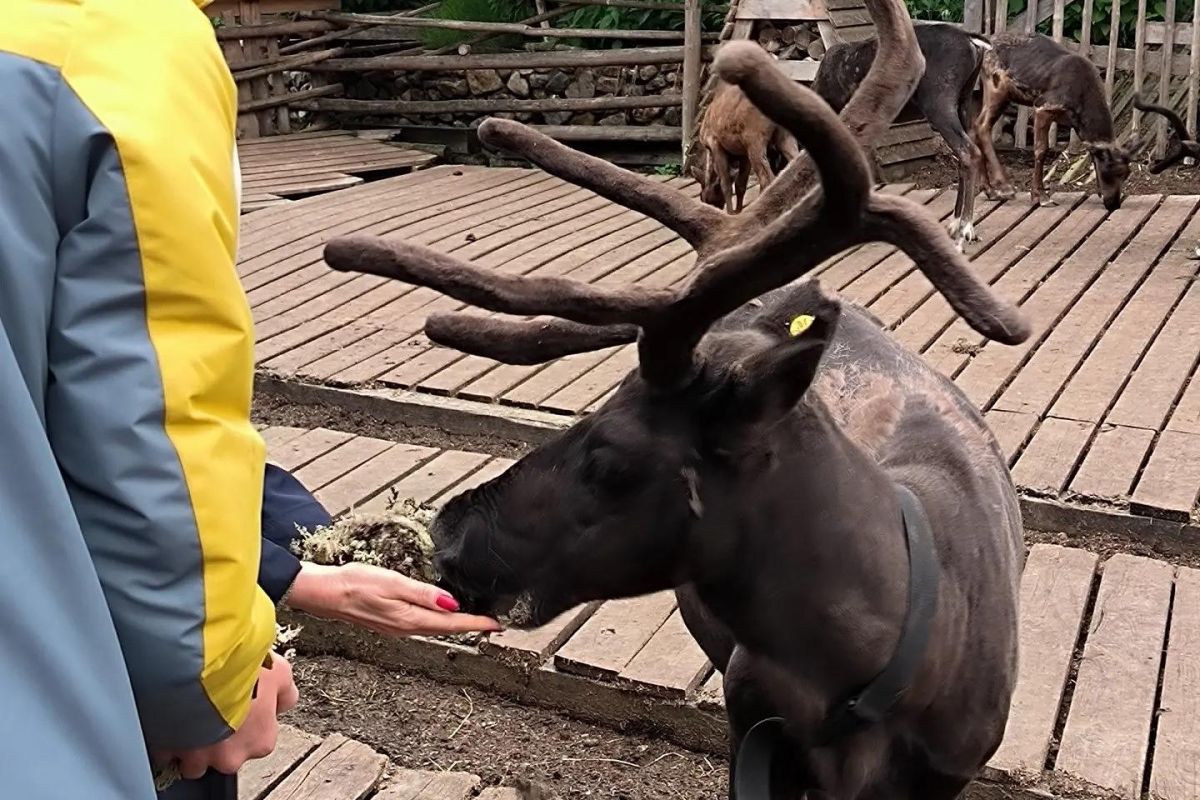 Яркая осень на Кольском