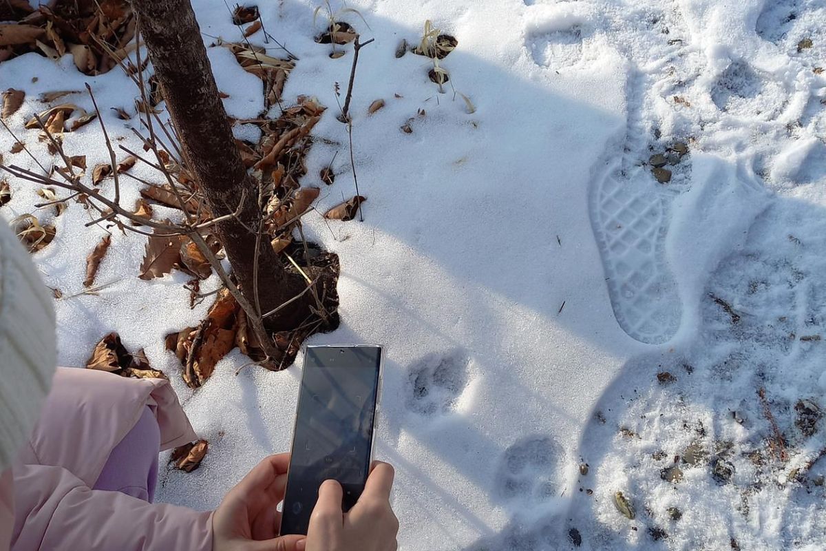 Владивосток «Тур "С новым годом, кошка!"»