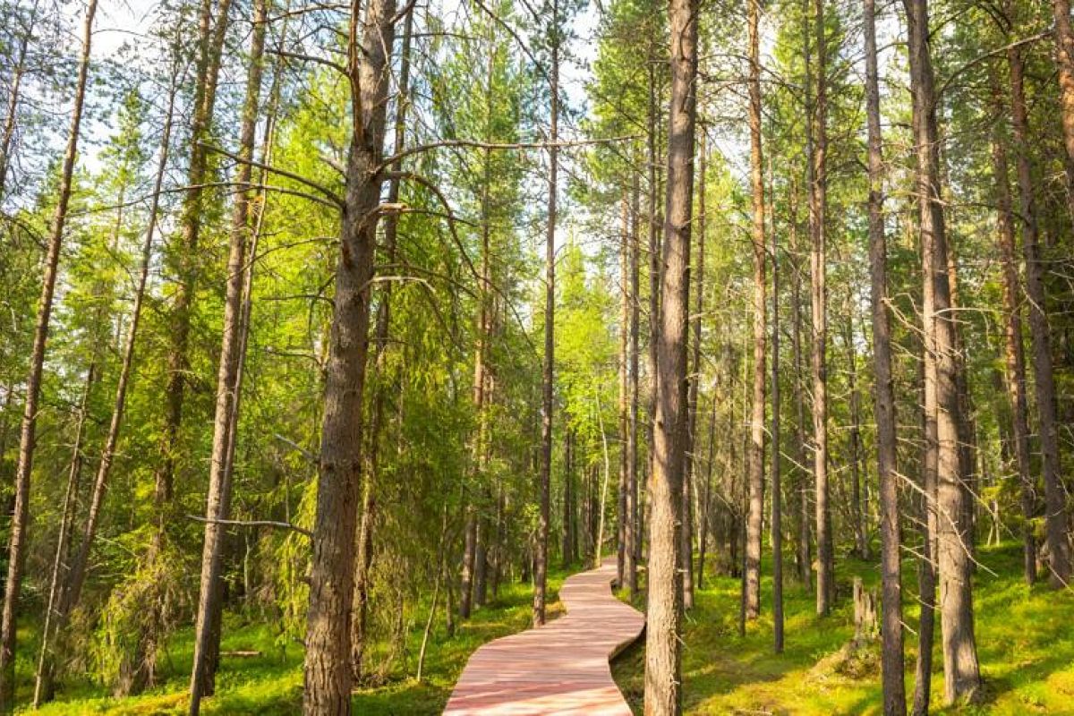 Экскурсия по экотропе в Лапландской деревне (Мурманская область)