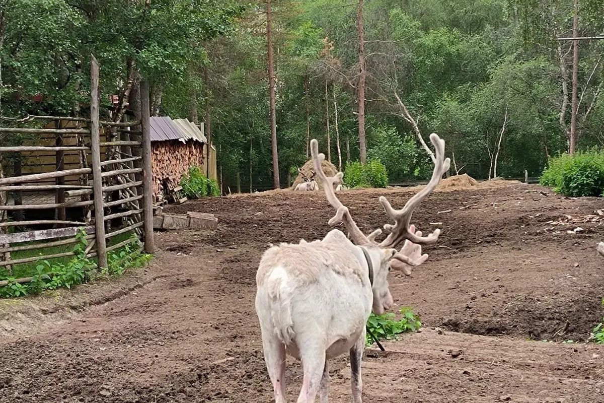 Яркая осень на Кольском