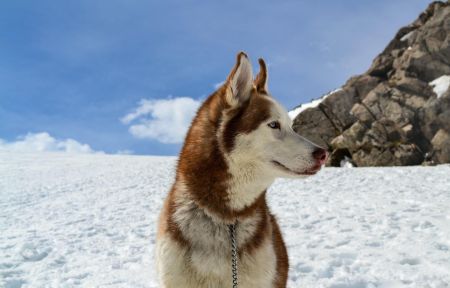 Новогодняя Карелия за 1 день: Рускеала, хаски, водопады