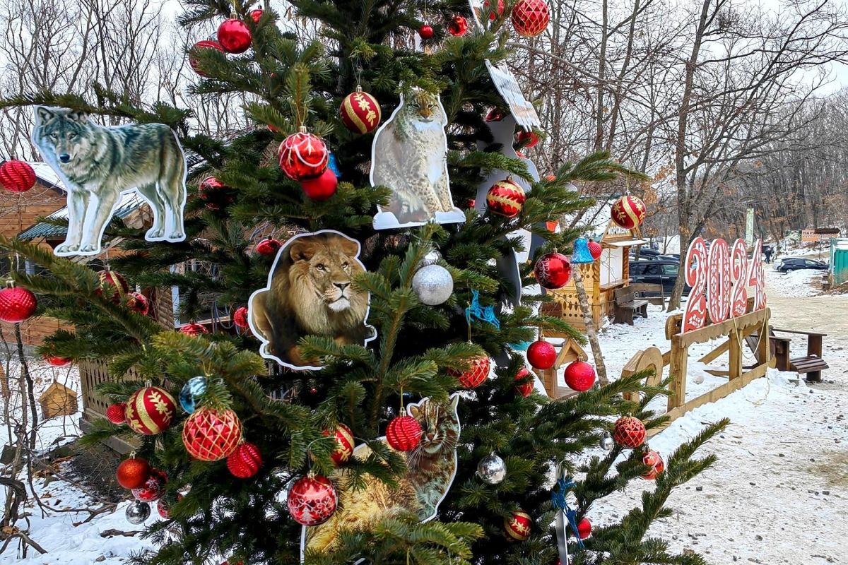 Тур "Зимний Владивосток: лучшее за 4 дня"