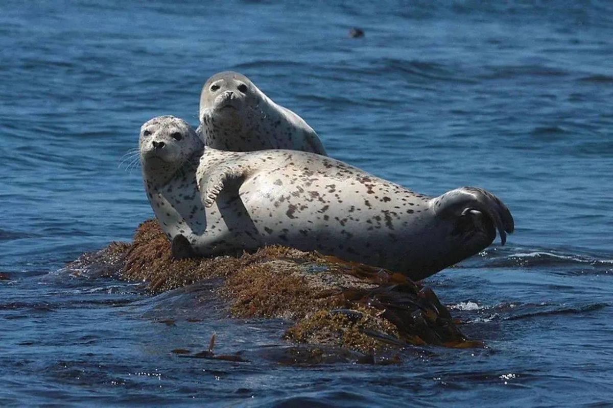Морское приключение Владивостока: острова, скалы, морские котики и морепродукты