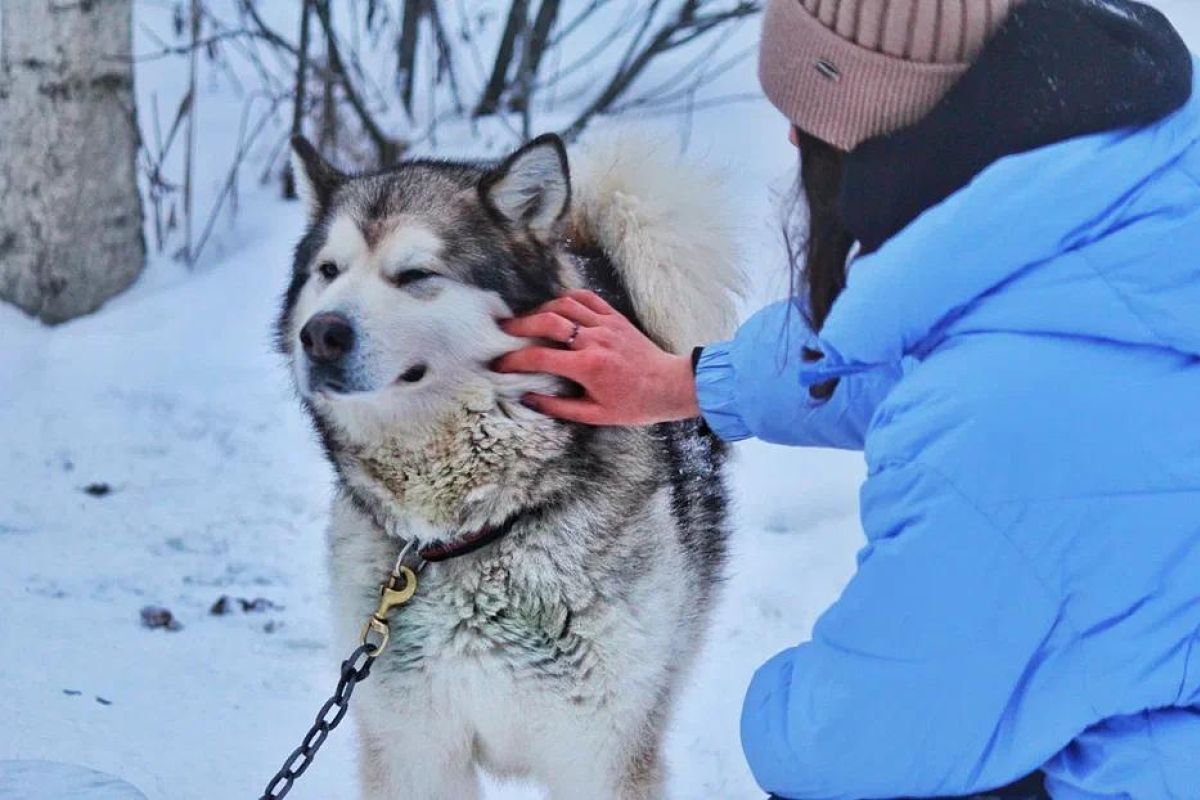 Карельский Новый Год в Петрозаводске: в гости к Деду Морозу Талви Укко