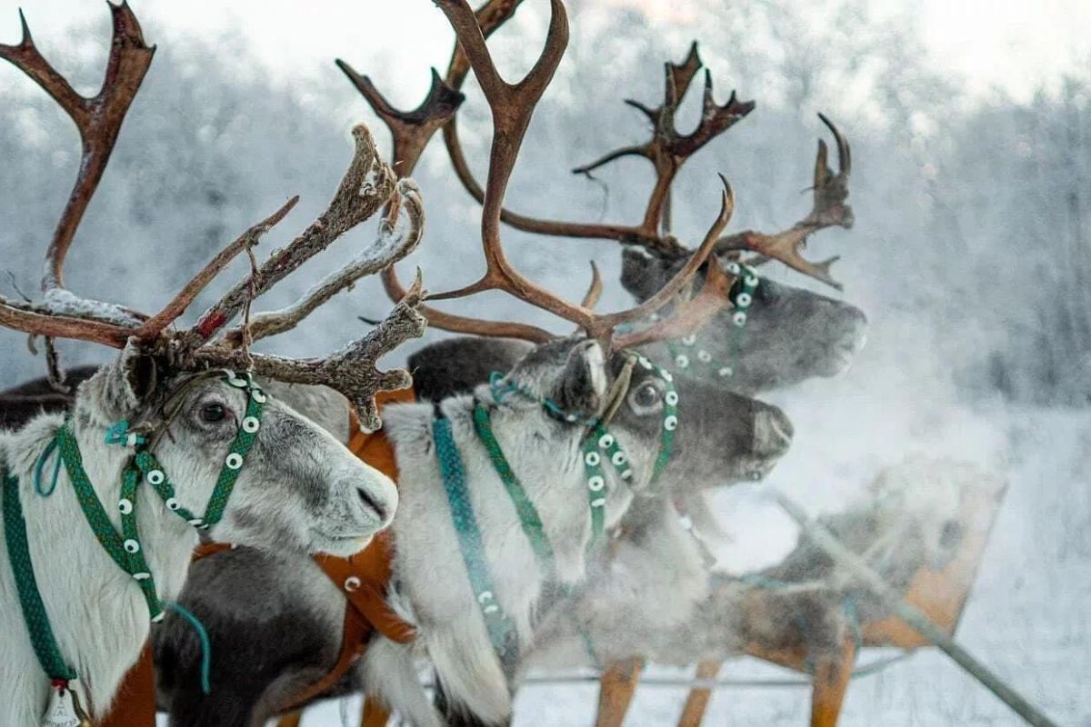 Новогодний Кольский