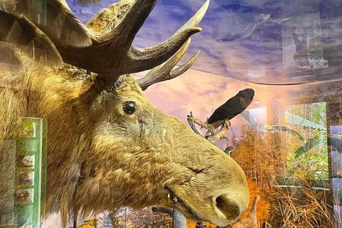 Онежская феерия 2027: Новогодний Петрозаводск и Вотчина Деда Мороза