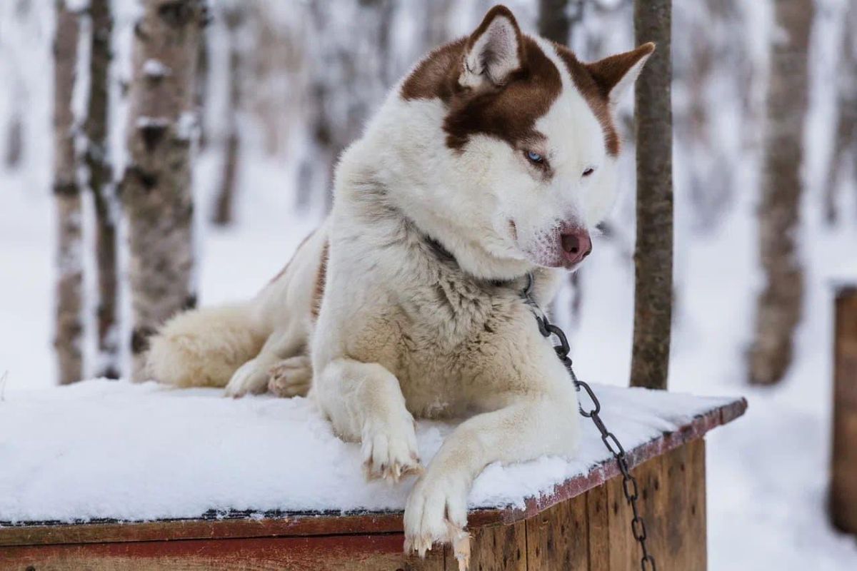 Новогодний Кольский