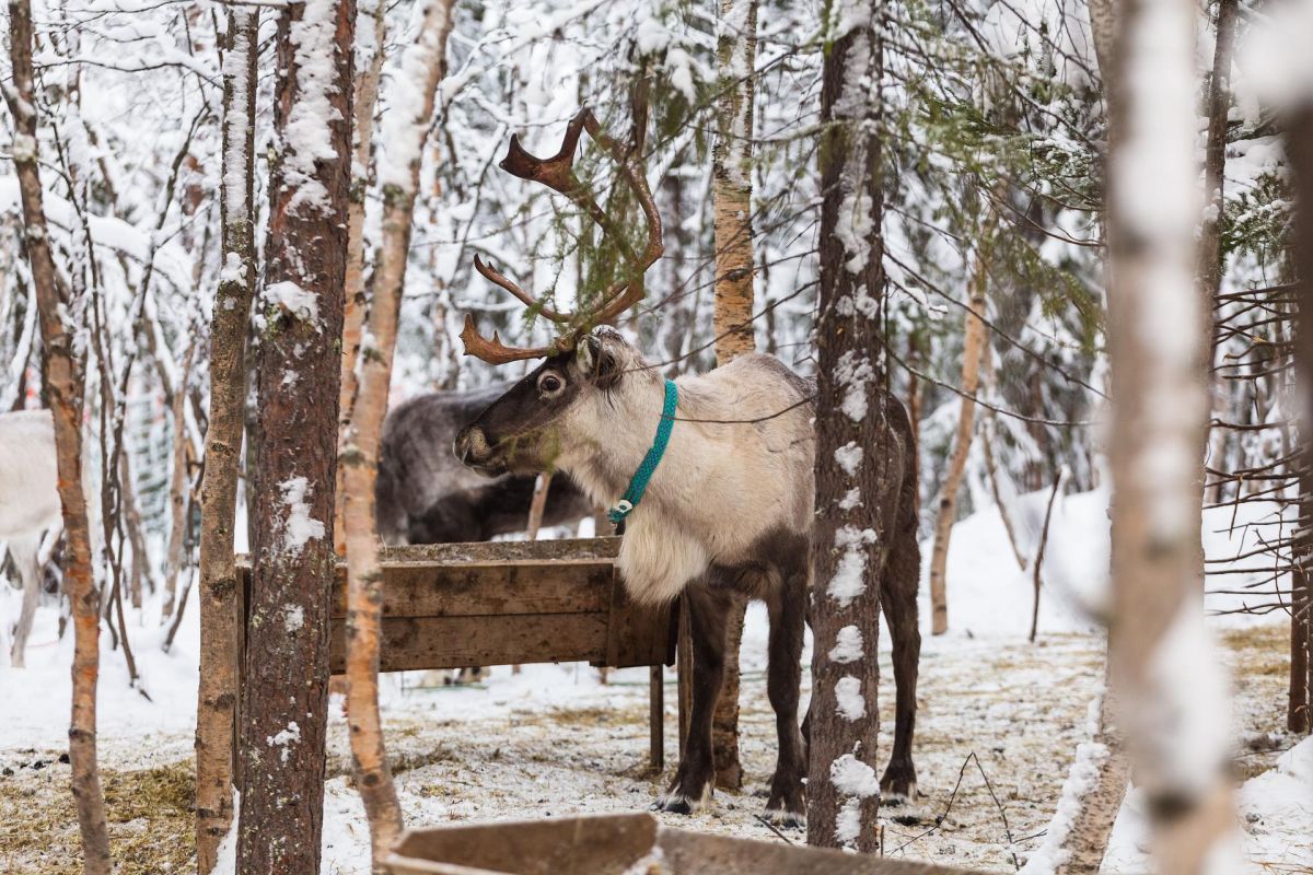 Новогодний Кольский