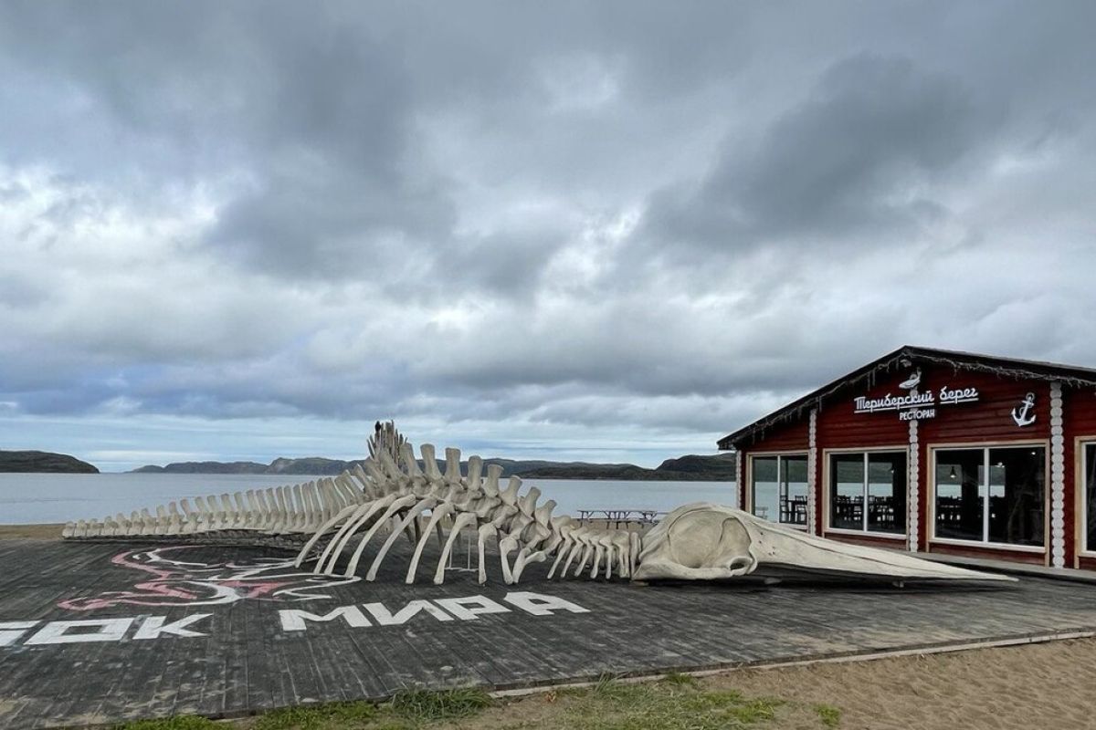 Териберка пешая