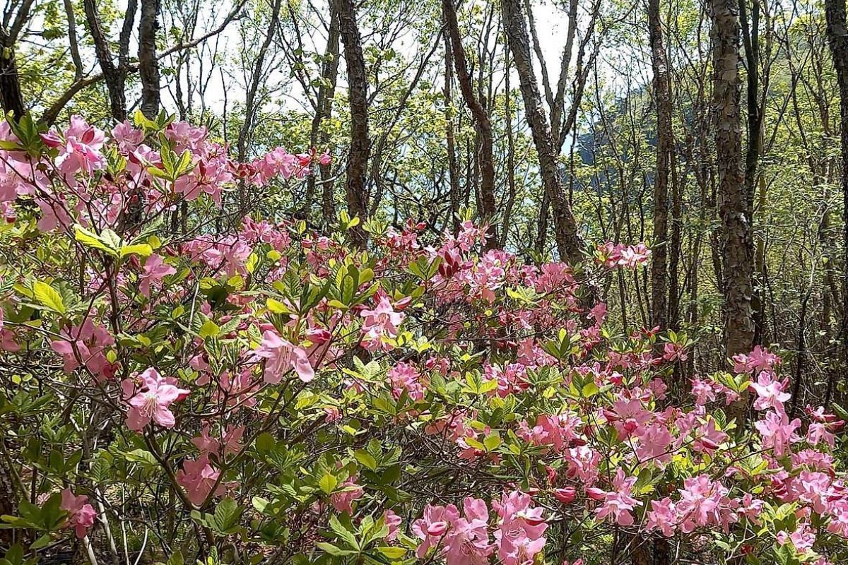 Дыхание весны в Приморье