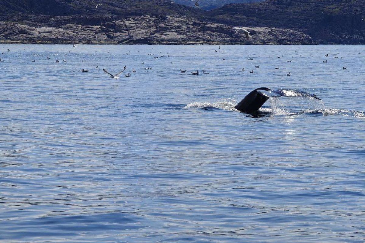 Красоты севера – летний Кольский
