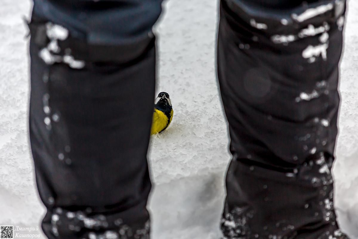 Времена года. Зимняя Карелия с фотографом