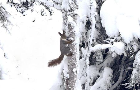 Экскурсия по экотропе в Лапландской деревне (Мурманская область)
