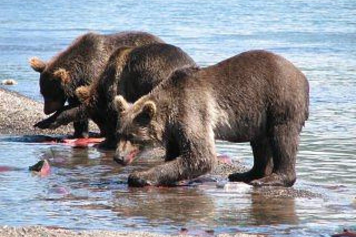 Курильское озеро, кальдера вулкана Ксудач и Ходутка (на вертолете)