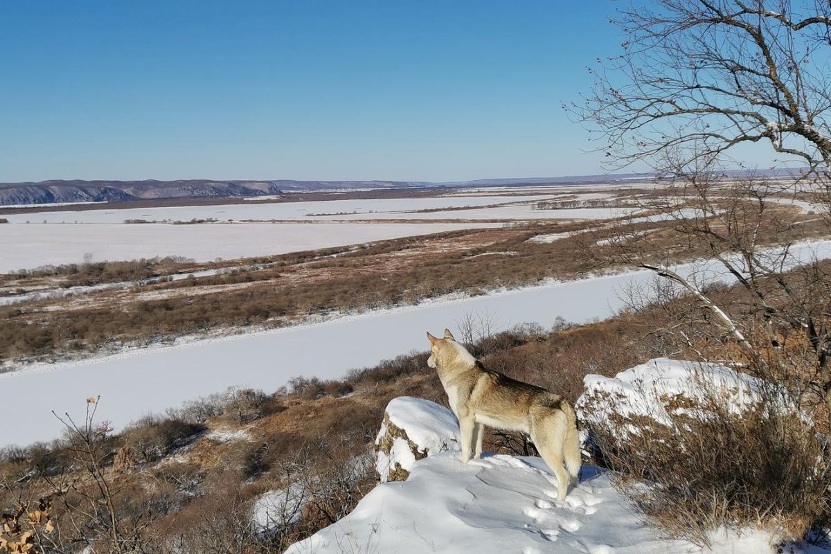 Поход выходного на Михайловские столбы (Приамурье)