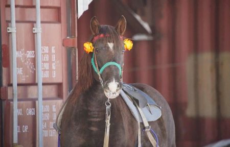 Эскурсия на экоферму (Приамурье)