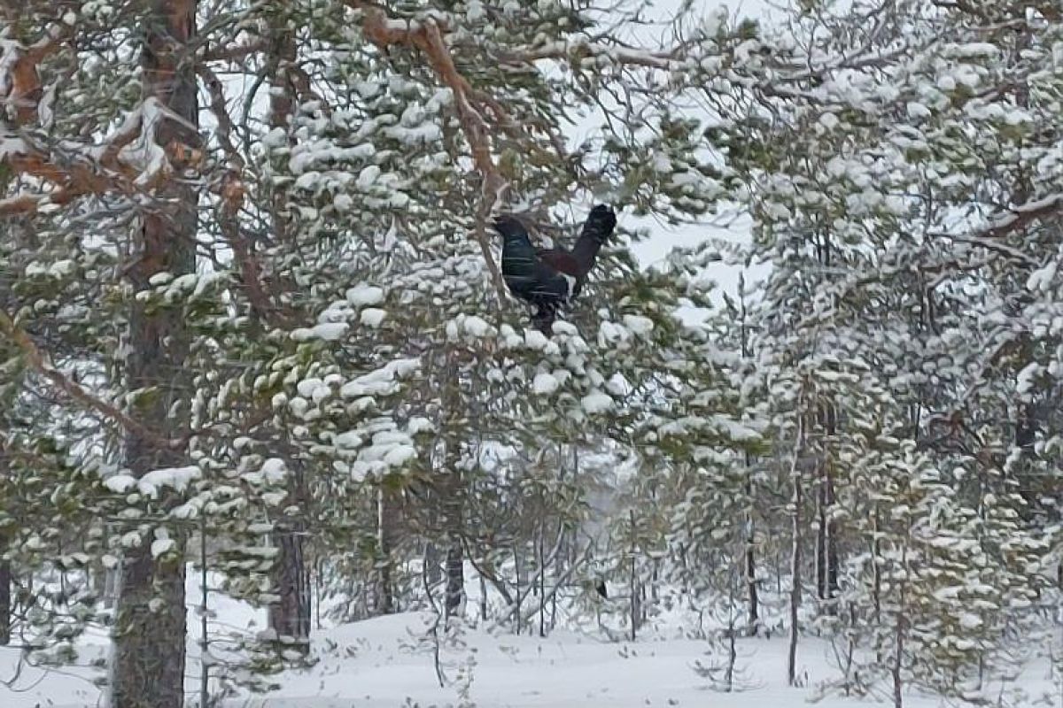 Заповедные берега Беломорья (снегоходный тур)