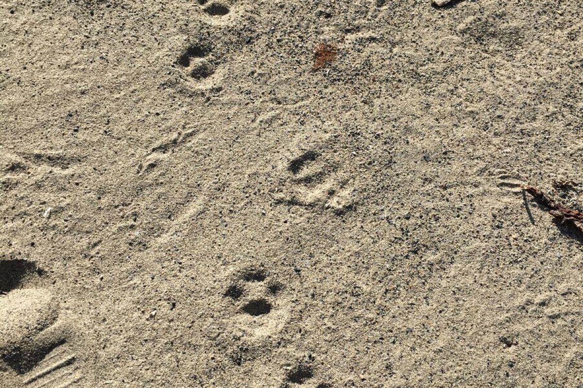 Сихотэ-Алинский заповедник: по следам амурского тигра!