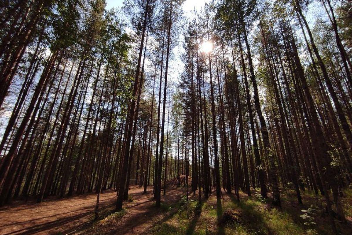 На рыбалку на квадроциклах на лесном озере Карелии