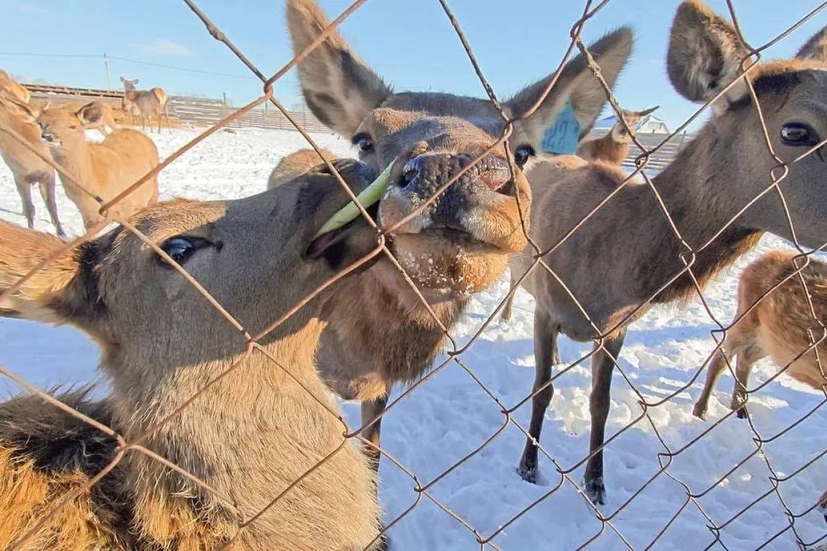 Эскурсия на экоферму (Приамурье)