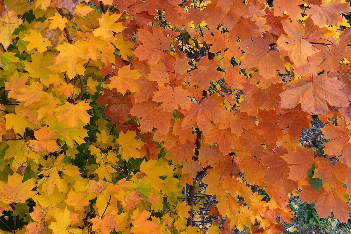 Карельские денёчки в Сортавала