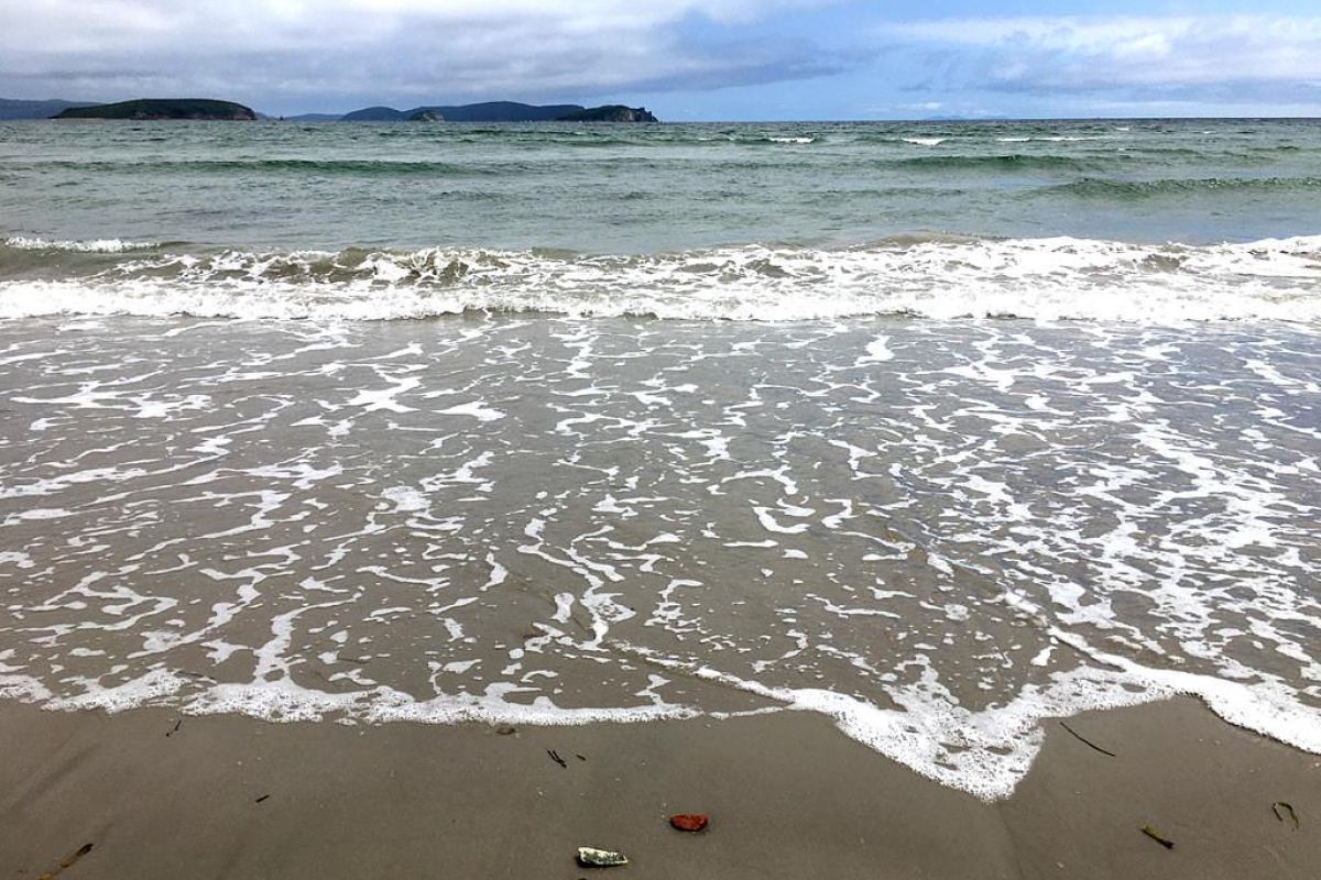 Дикая природа Приморья