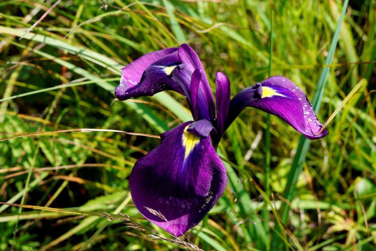 Сихотэ-Алинский заповедник: по следам амурского тигра!