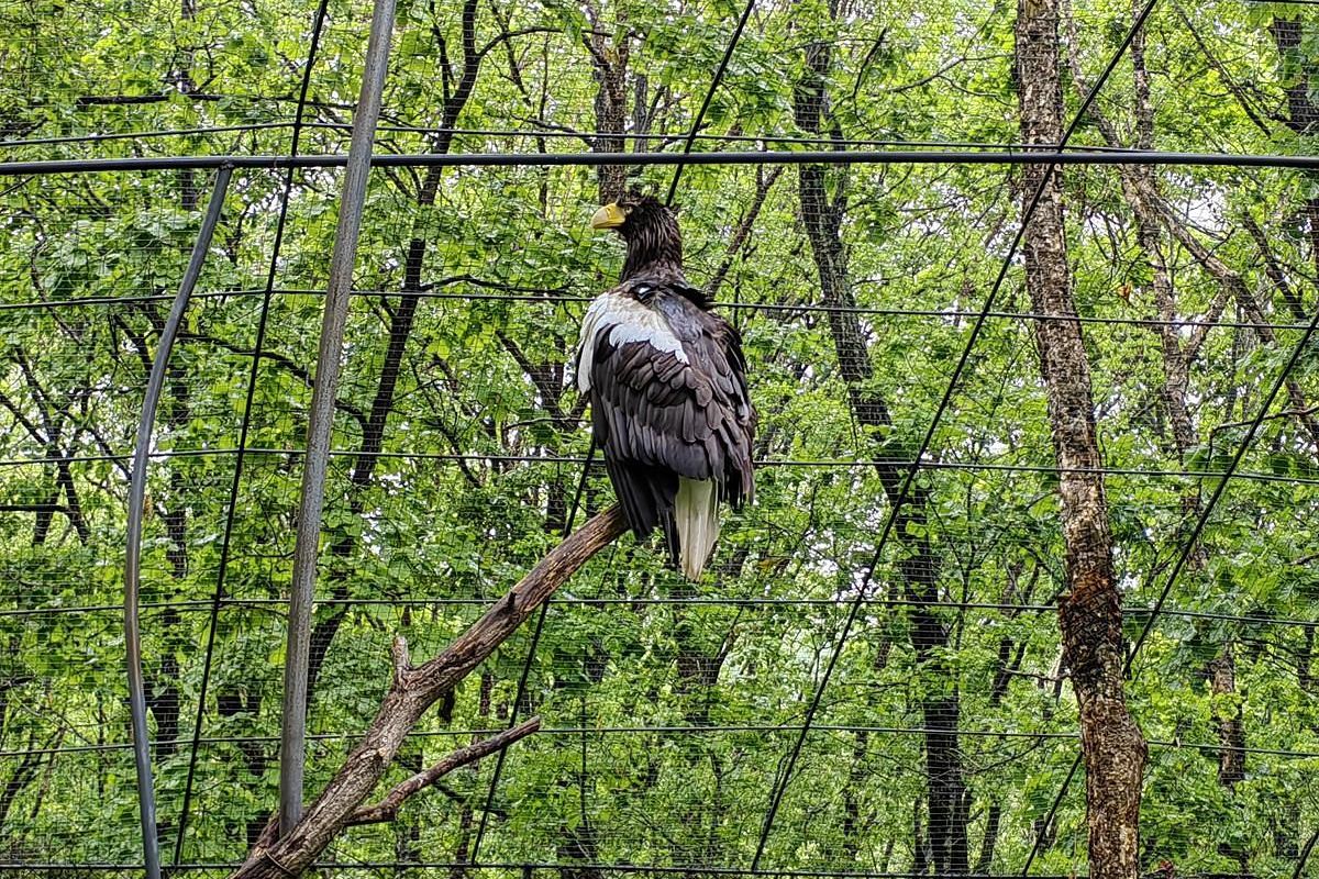 Экскурсия в Приморский Сафари-парк