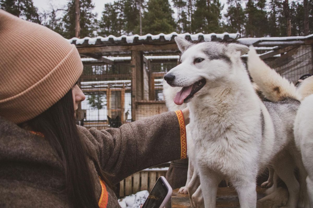 Новогодняя экскурсия в Хаски-Парк