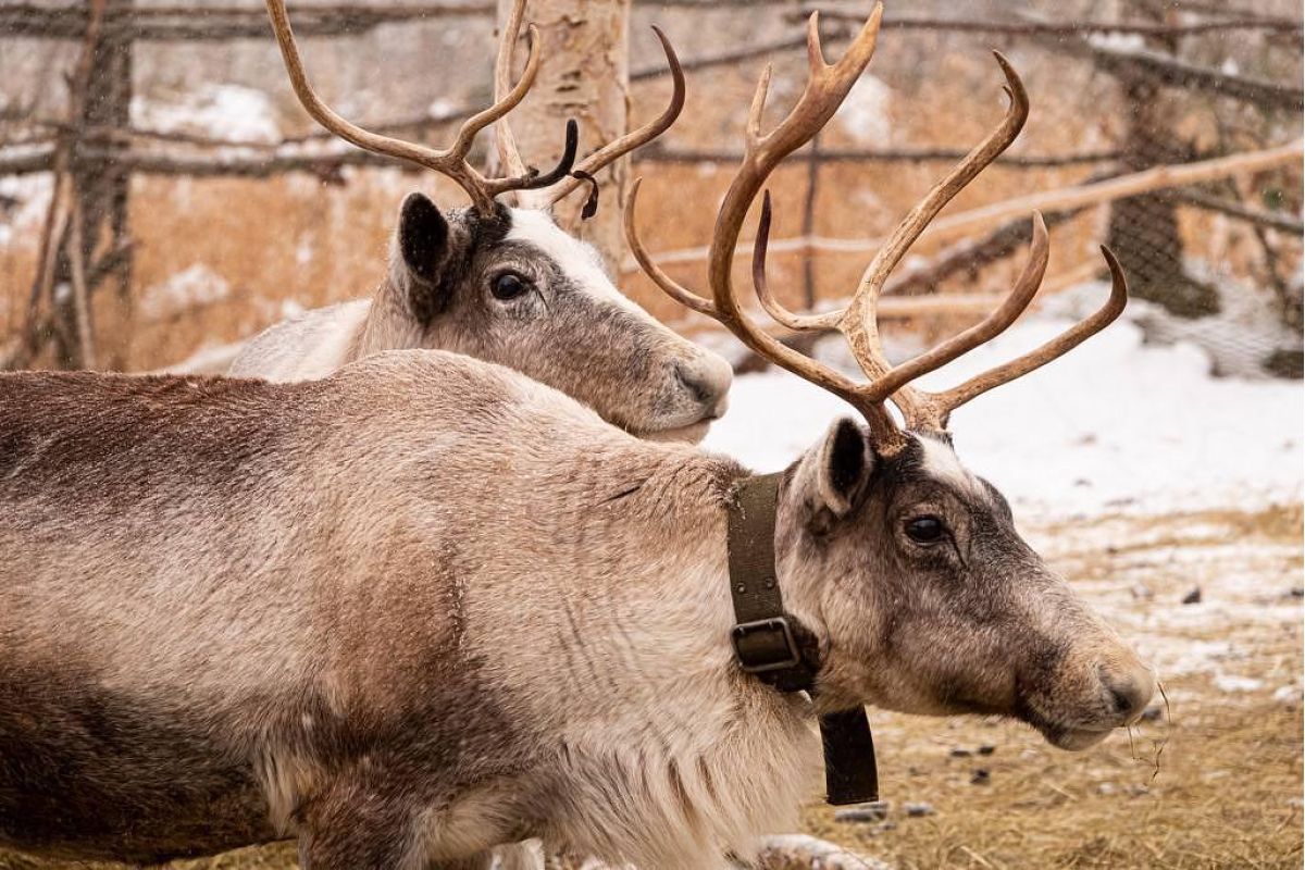 Зимняя сказка Камчатки