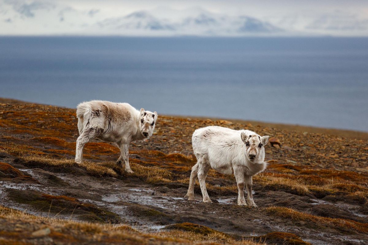 Морской круиз на Шпицберген – эксклюзив