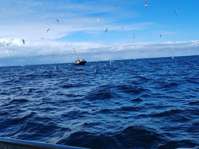 Фотоохота на китов