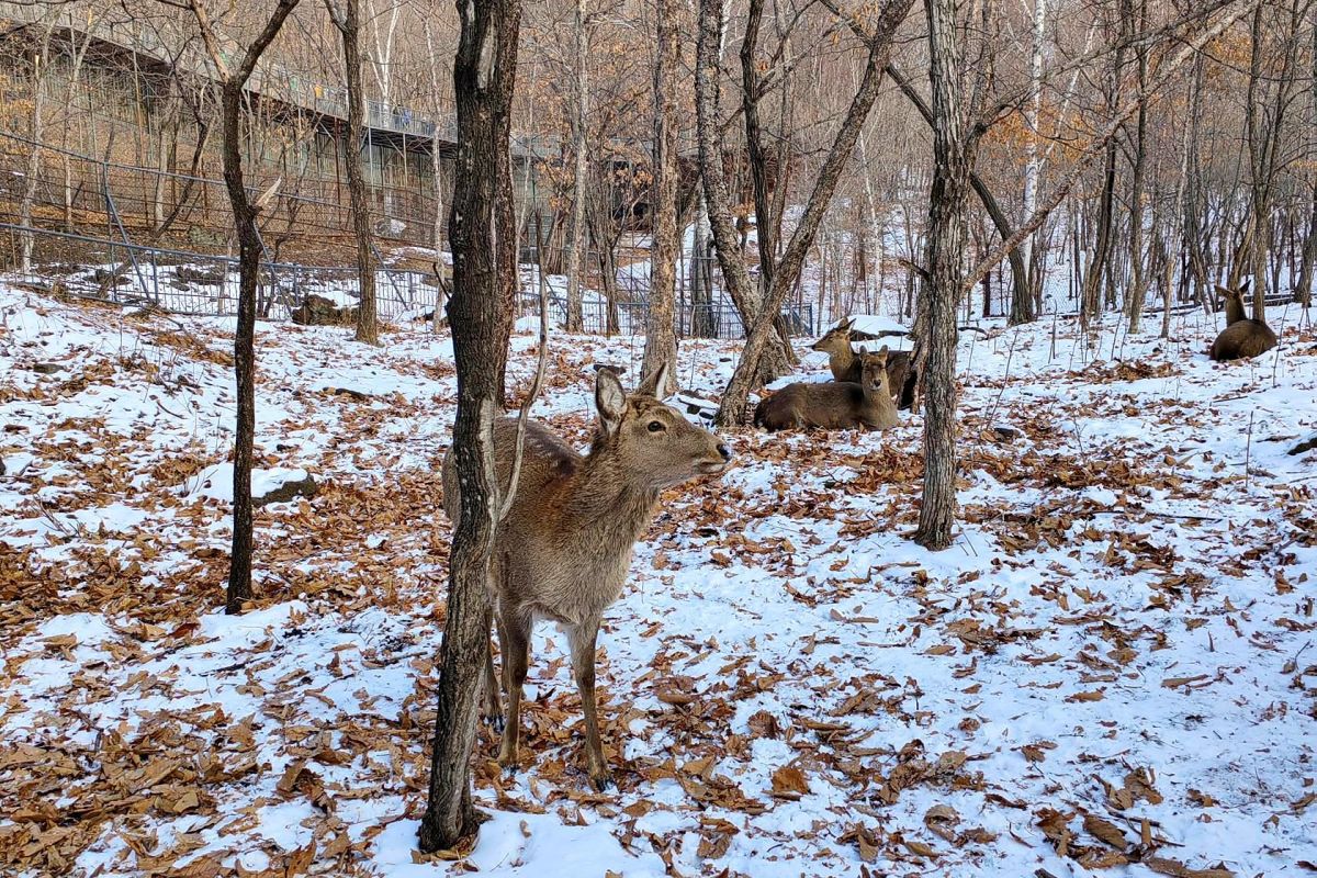 Экскурсия в Сафари-парк