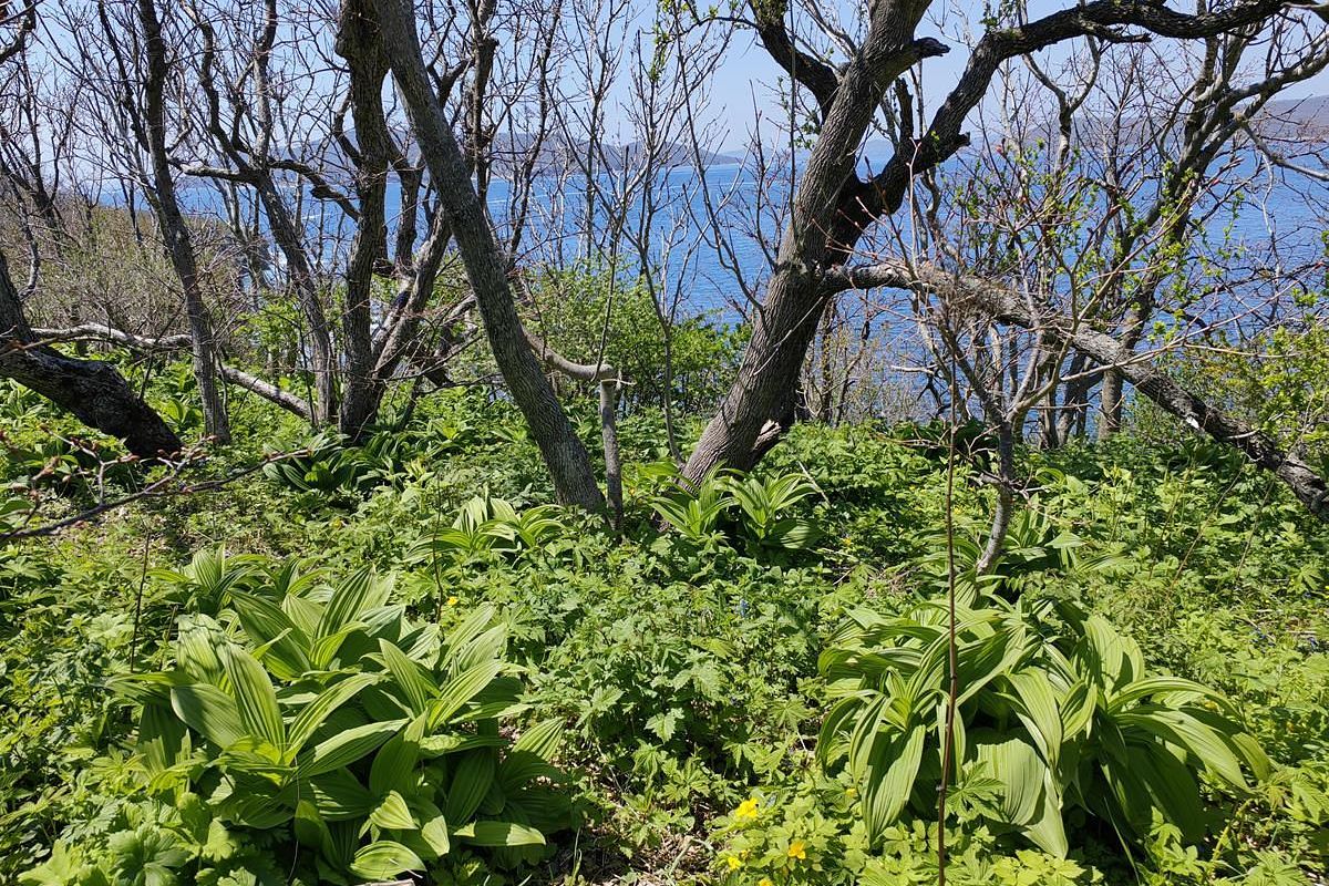 Мыс Тобизина: по тропе к океану!