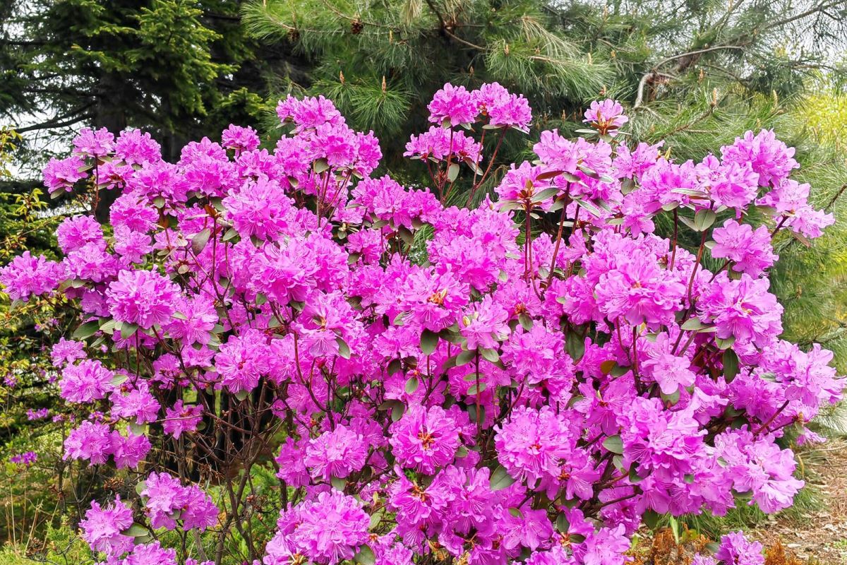 Дыхание весны в Приморье