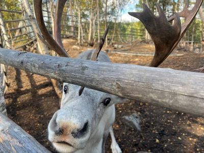 Саамские мотивы