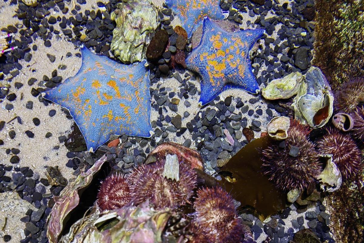 Тигры. Устрицы. Мосты. Владивосток