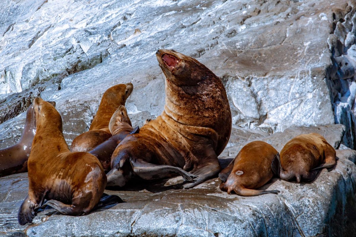 Морская прогулка к бухте Русской (Камчатка)