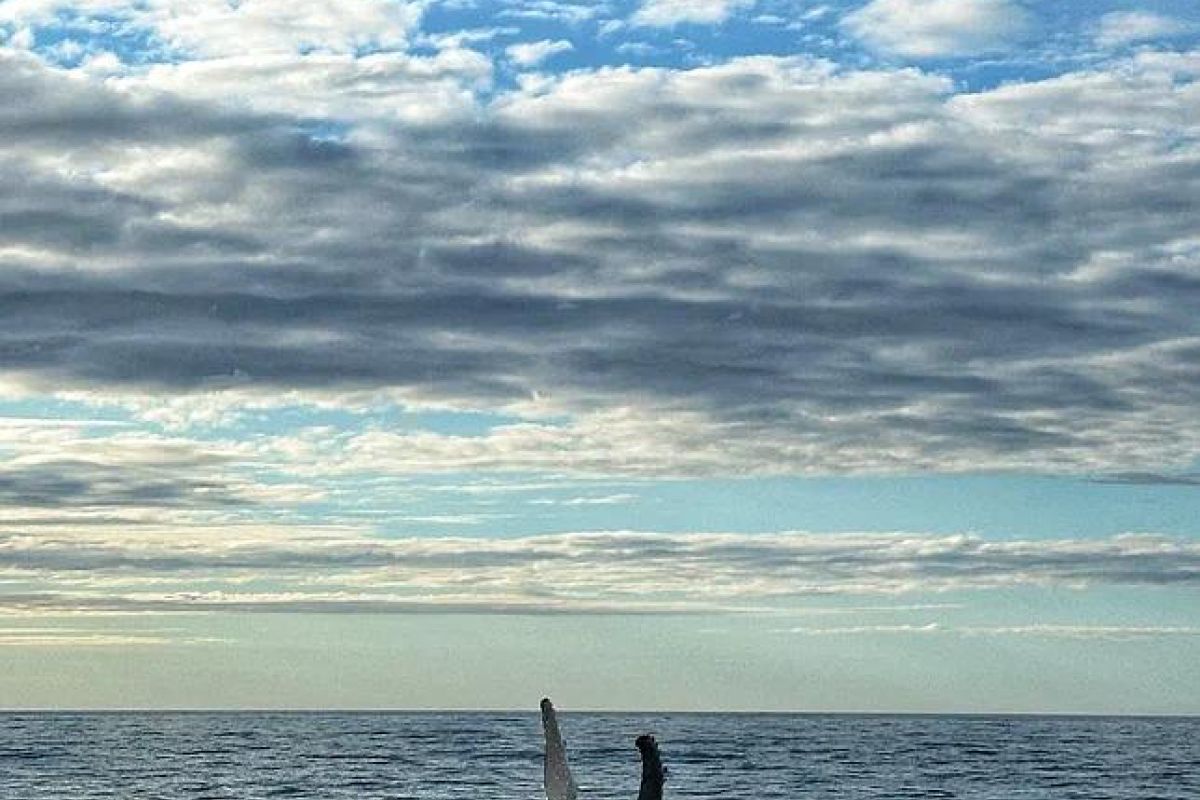 Териберка с морской прогулкой (зима)