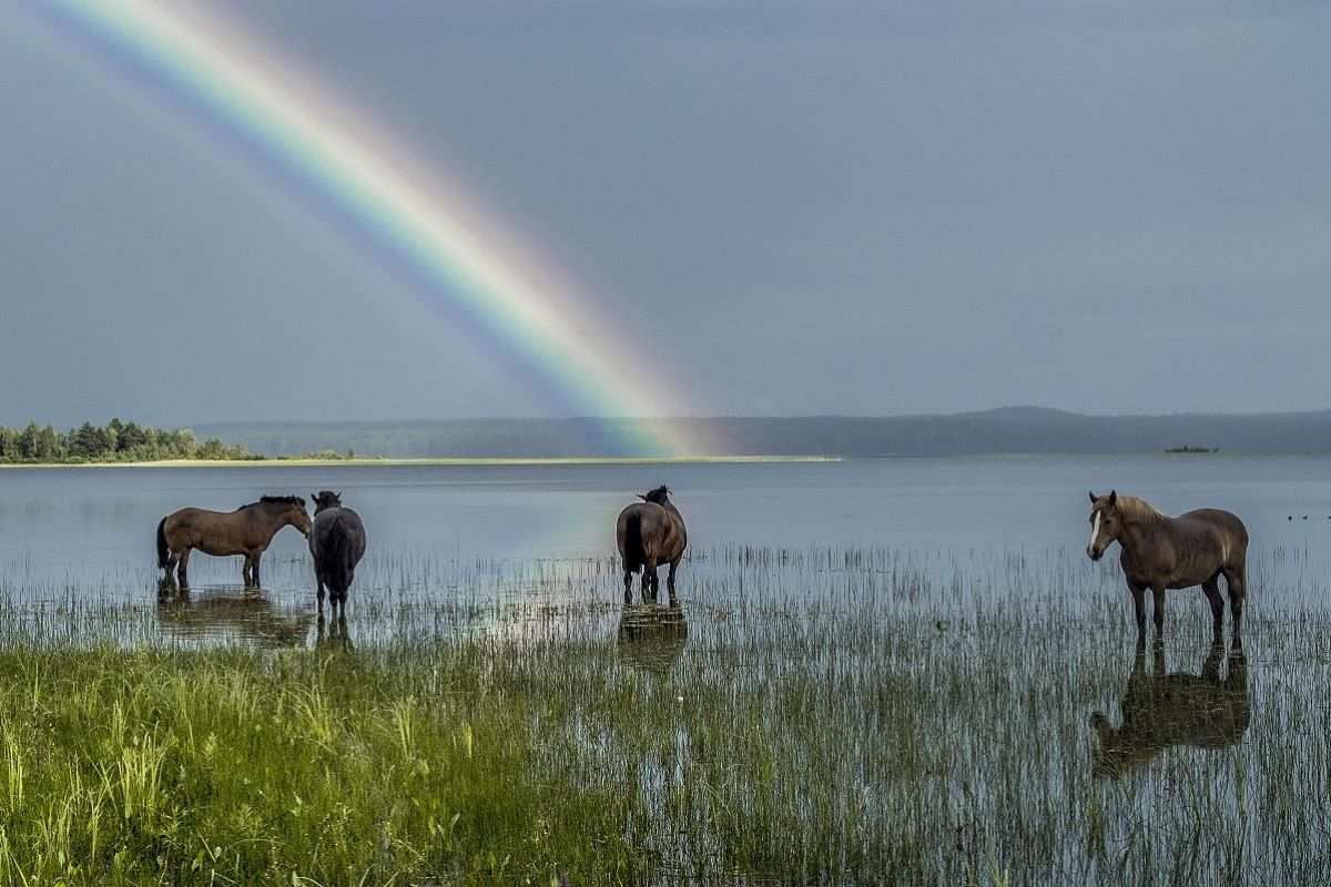В край былинный, сказочный (Кенозерье)