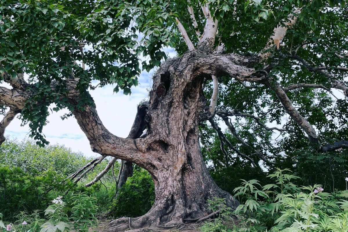 Джип-тур на озеро Толмачева и Апачинские / Начикинские источники