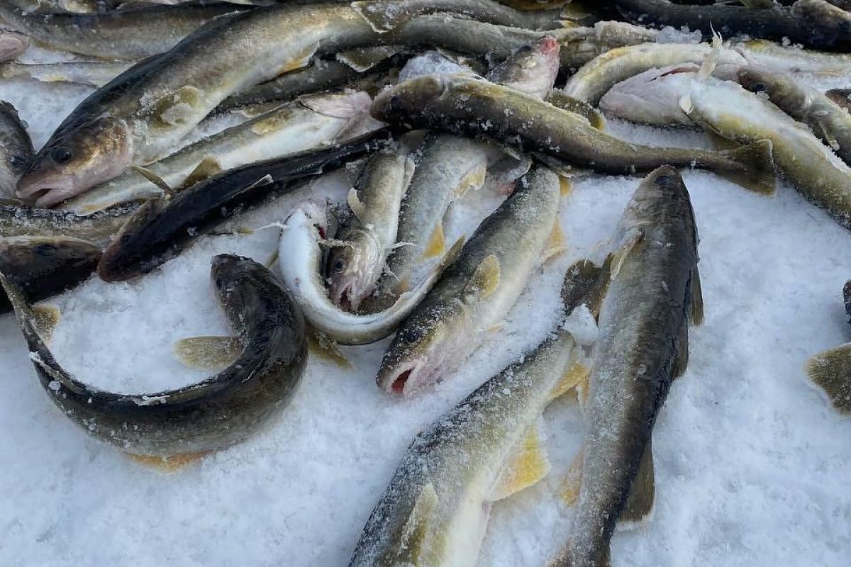 Подлёдная рыбалка на Сахалине