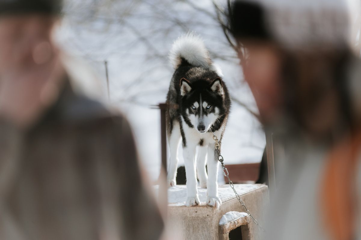 Предновогодняя Камчатка 2025