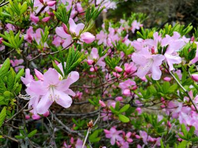 Дыхание весны в Приморье