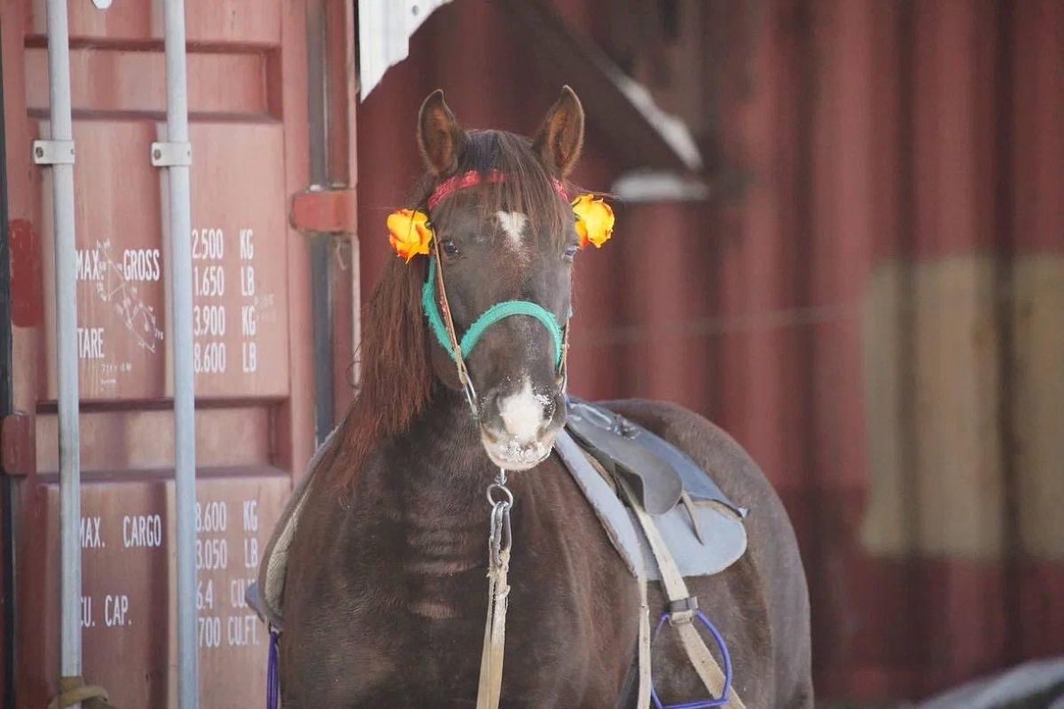 Эскурсия на экоферму (Приамурье)