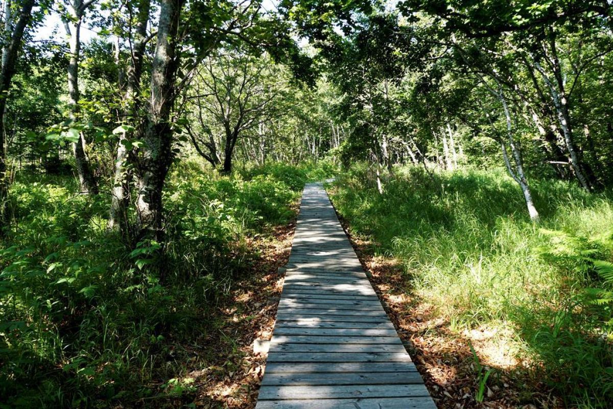 Сихотэ-Алинский заповедник: по следам амурского тигра!
