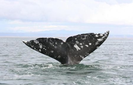 Фотоохота на китов