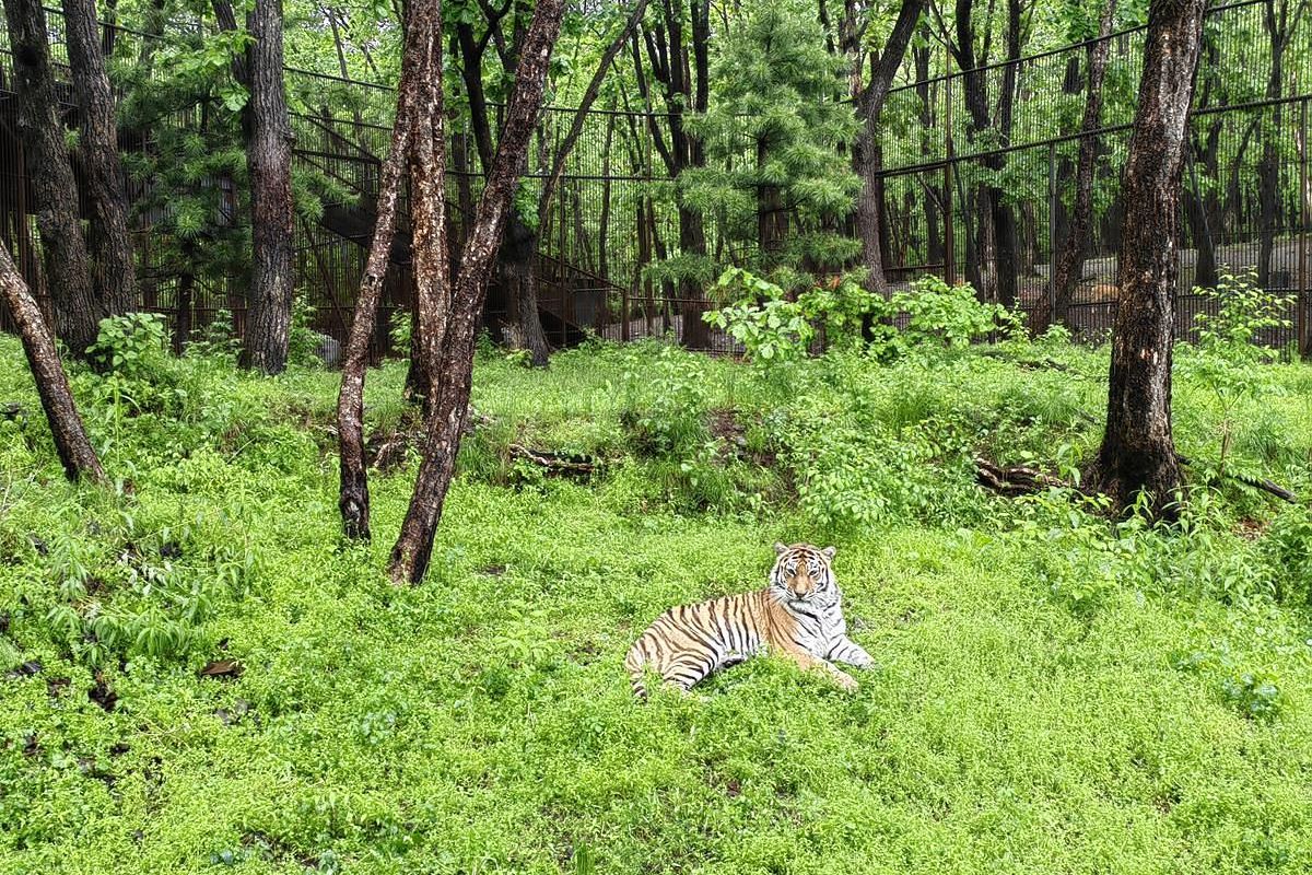 Лотосы и море – Приморье