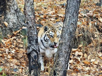 Приморский Сафари-парк и бухта «Стекляшка» (экскурсия)